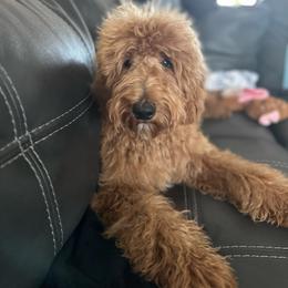 Mila - Goldendoodle