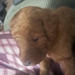 German Shorthaired Pointer and Goldendoodle Puppies from Leppards Kennel