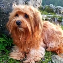 Scarlet O - Havanese