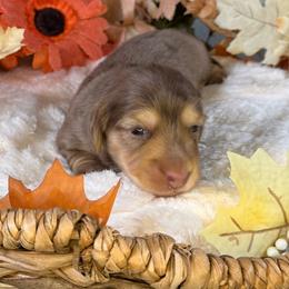 Chip (Blue) - Dapple male Dachshund puppy in Cherry Valley, California from Sugar and Spice Dachshunds