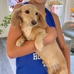 Rio - Dachshund