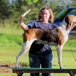 Todd Lee - Treeing Walker Coonhound
