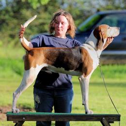 Todd Lee - Treeing Walker Coonhound