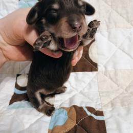 Jagger - Chocolate and cream male Dachshund puppy in Hudson, Michigan from Mittentail Kennel Miniature Dachshunds & Australian Shepherds