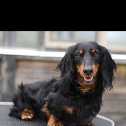 Duckie - Dachshund