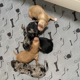Aussiedoodles, Australian Shepherds, Old English Sheepdogs, and Sheepadoodles from Star Garnet Pups