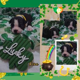 Kona - Black and white female Boston Terrier puppy in Clinton Township, Michigan from Greenberg's Boston Terriers & Bullies of Metro Detroit