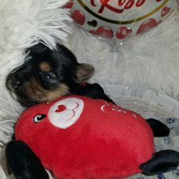Boy 3 - Black and tan Yorkshire Terrier puppy in Palm Bay, Florida from Ms.tee.yorkies.s.florida