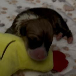 AKC Red. Sable 4 Red - Red male Pembroke Welsh Corgi puppy in Summerfield, Florida from Promise Land Farm