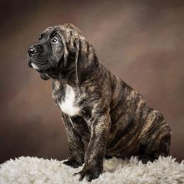 Mastiff and Neapolitan Mastiff Puppies from Sims English Mastiffs