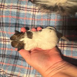 Jack - Black gold and white male Shih Tzu puppy in Success, Missouri from Salty Pawz Kennel LLC