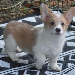 Kanga - 100 Acre Woods - Fawn and white female American Corgi puppy in Lithia, Florida from Diamondcrest Inc