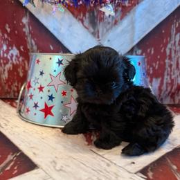 Tate - Black male Shih Tzu puppy in Success, Missouri from Sweet Success