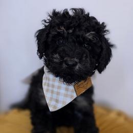 Peter - Phantom male Goldendoodle puppy in Decatur, Tennessee from Diamond's Doodles