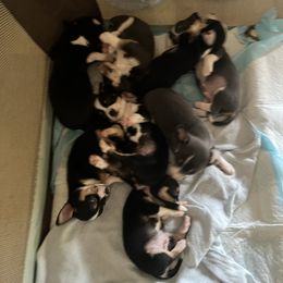 Chihuahua Puppies from Chihuahua Mama