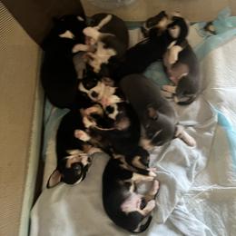Chihuahua Puppies from Chihuahua Mama