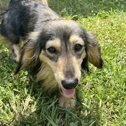 Summit - Dachshund