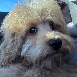 Reese - Red  Poodle puppy in Martinsburg, Pennsylvania from Susan's Poodles Plus