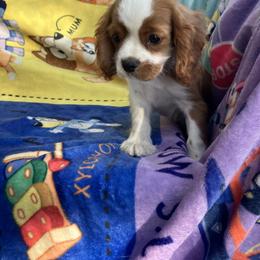 Cavalier King Charles Spaniel Puppies from Purple Moon Cavaliers