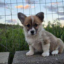Marshmallow Fluff - Sable female Pembroke Welsh Corgi puppy in Washington from Castle View Royal Rumps