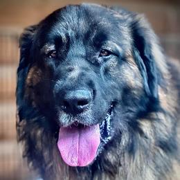 Stormy - Leonberger