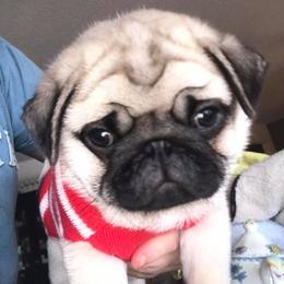 Pug Puppies from Pickwick Pugs