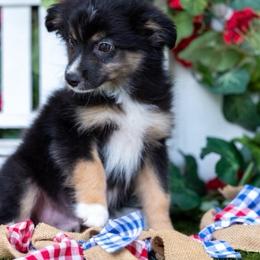 Patriot - Black tri male Miniature Australian Shepherd puppy in Granbury, Texas from Texas Miniature Aussies