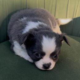 Aspen - Blue and white female Chihuahua puppy in Northboro, Iowa from So Sweet Chihuahuas