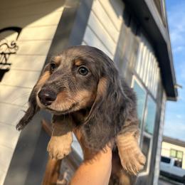 Grey boy - Gray (blue) and cream male Dachshund puppy in Runge, Texas from Broken Diamond J Farms