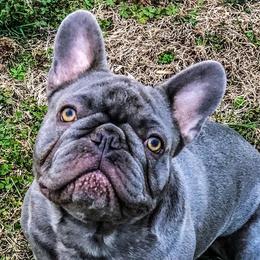 Bulldogs and French Bulldogs from The Georgia Bully Bunch