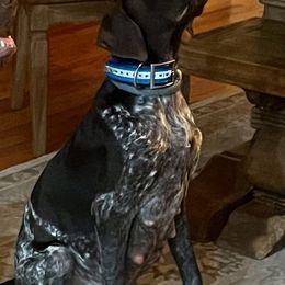 German Shorthaired Pointers from Copper Ridge Stables