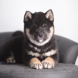Tiki 🩵 Black and Tan Boy - Black and tan male Shiba Inu puppy in Neosho, Missouri from Sunny Terrace Shibas