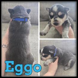 Eggo - Black and white male Siberian Husky puppy in Wheeler, Michigan from Haase Family Kennels