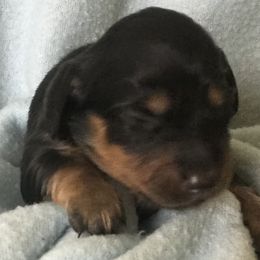 Chase - Black and tan Dachshund puppy in Great Bend, Pennsylvania from Dashing Doxies