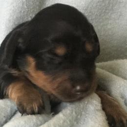 Chase - Black and tan Dachshund puppy in Great Bend, Pennsylvania from Dashing Doxies