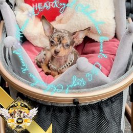 Athena - Merle female Chihuahua puppy in Athens, Georgia from C&E Royal Chihuahua