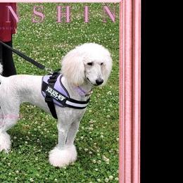 Poodles from Suzie's Poodles