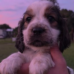 Simba - Tri-Roan male English Springer Spaniel puppy in Florida from Thunderbird Springers