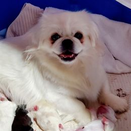 Lily  - Pekingese