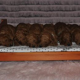 Poodle Puppies from Noblelee Kennel