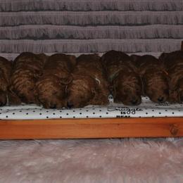 Poodle Puppies from Noblelee Kennel