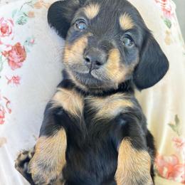 Adira - Black and cream female Dachshund puppy in Las Vegas, Nevada from WienerDoxieQuad