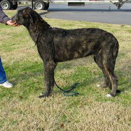 Irish Wolfhound Puppies from Mt Carmel Irish Wolfhounds