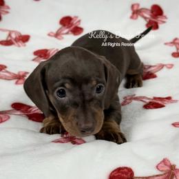 Chocolate and Tan Smooth Male - Chocolate and tan male Dachshund puppy in Cleveland, Tennessee from Kelly's Doxie Farm