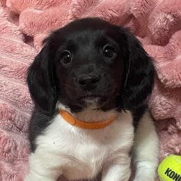 Ruddy - Piebald male Dachshund puppy in Mountain Home, Idaho from Desert Wind Dachshunds