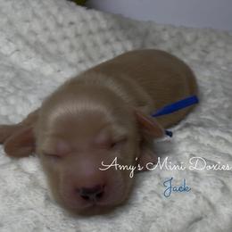 AKC Jack (Dark Blue) - Cream male Dachshund puppy in Jena, Louisiana from Amy’s Mini Doxies