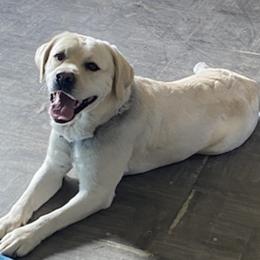Polish Import Female - Yellow female Labrador Retriever puppy in Tomahawk, Wisconsin from Mahner Labs