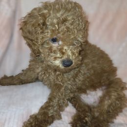 Chunk - Apricot male Poodle puppy in Bokoshe, Oklahoma from Eden's Acre