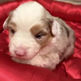 Clover - Red merle female Miniature American Shepherd puppy in Ballico, California from SierraVu Minis