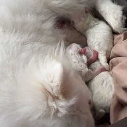 Female - White female Pomeranian puppy in Rhode Island from Heartfelt Kennels